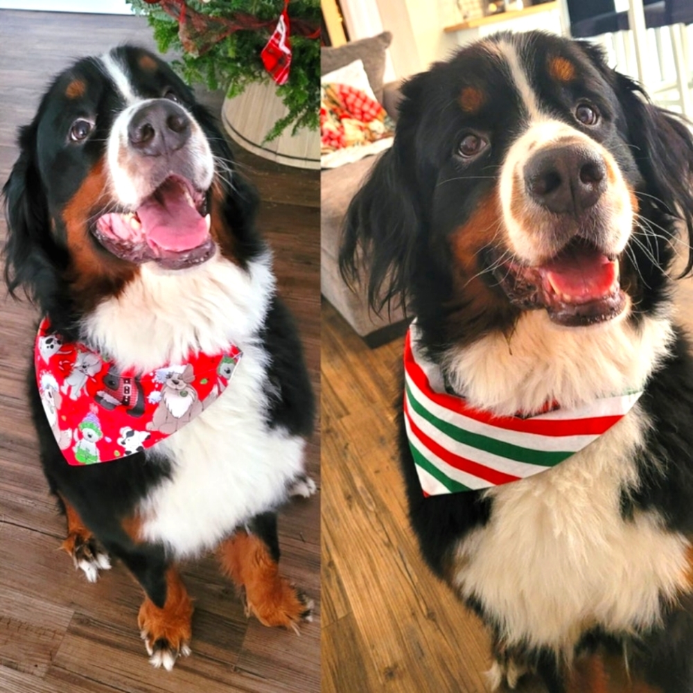 Christmas Two Sided Dog Bandana, Over the Collar